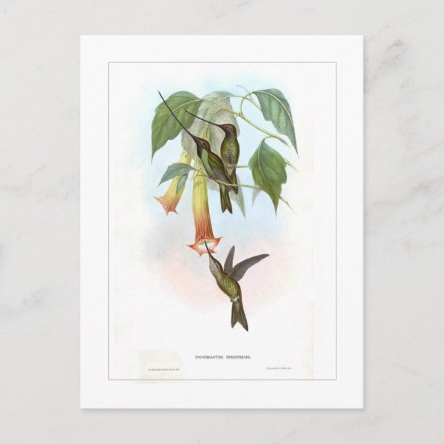 Hummingbird Postcard (Front)