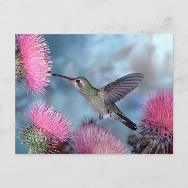 Hummingbird Postcard (Front)
