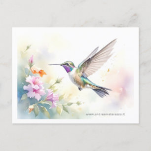 Hummingbird Postcard