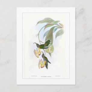 Hummingbird Postcard