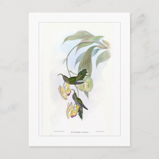 Hummingbird Postcard (Front)