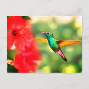 Hummingbird Postcard