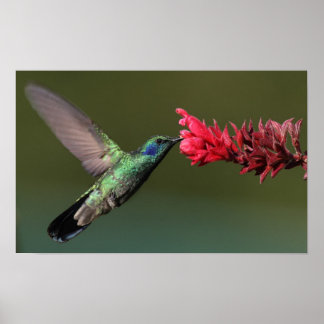 Hummingbird Poster