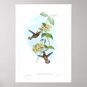 Hummingbird Poster