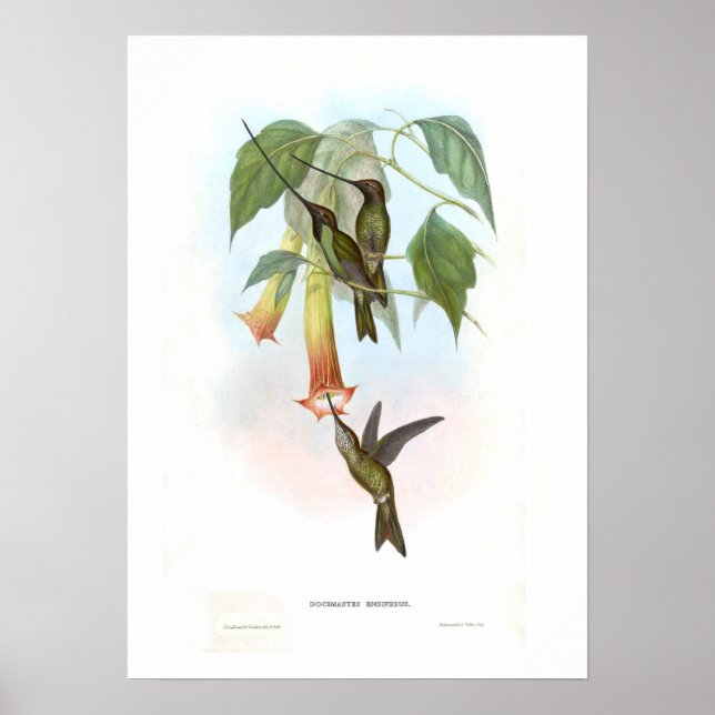 Hummingbird Poster (Front)