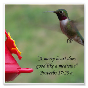 Hummingbird Proverbs 17:20 Bible Verse Photograph