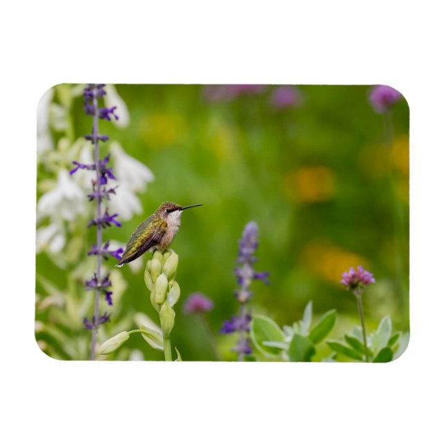 Hummingbird Rest Magnet (Horizontal)