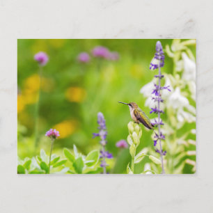 Hummingbird Rest Postcard