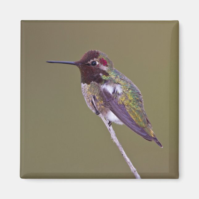 Hummingbird resting magnet (Front)