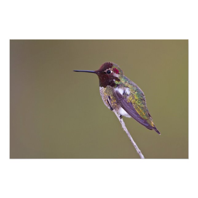 Hummingbird resting photo print (Front)