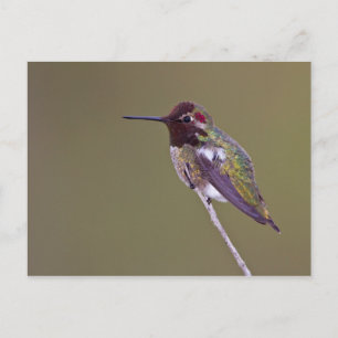 Hummingbird resting postcard
