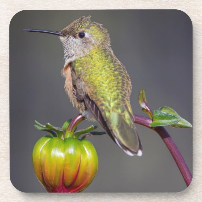 Hummingbird rests on flower bud coaster (Front)