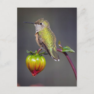 Hummingbird rests on flower bud postcard