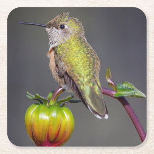 Hummingbird rests on flower bud square paper coaster