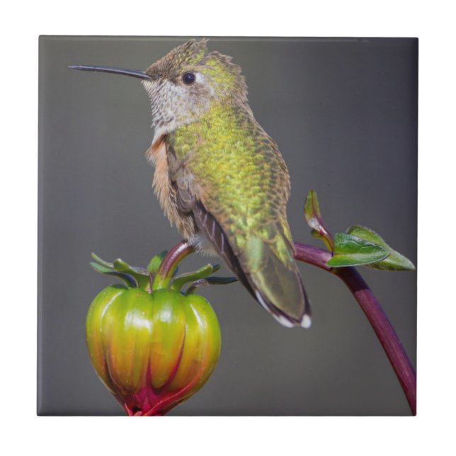Hummingbird rests on flower bud tile (Front)