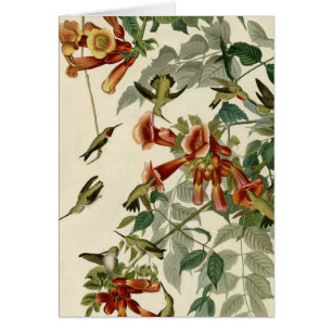 Hummingbird Ruby Throated Audubon Bird