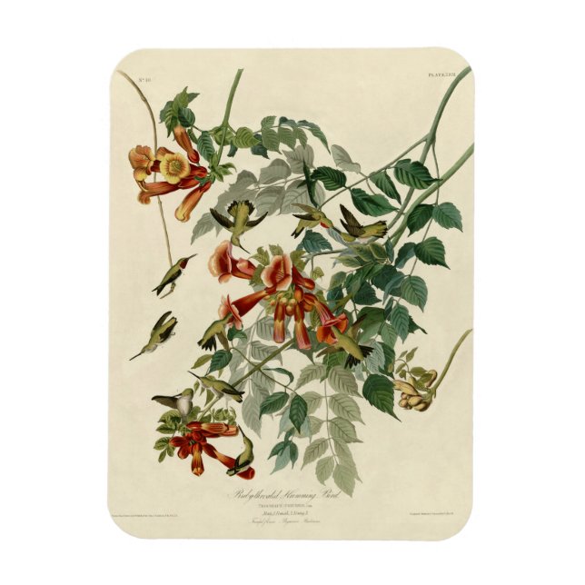 Hummingbird Ruby Throated Audubon Bird Magnet (Vertical)
