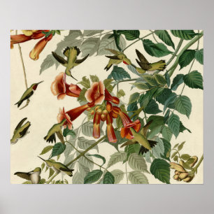 Hummingbird Ruby Throated Audubon Bird Poster