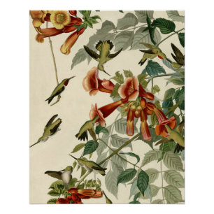 Hummingbird Ruby Throated Audubon Bird Poster