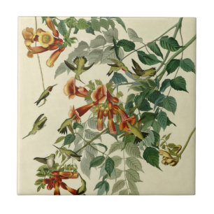Hummingbird Ruby Throated Audubon Bird Tile
