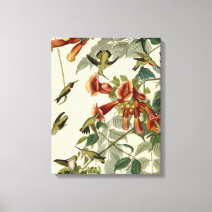 Hummingbird Ruby Throated Audubon Canvas Print
