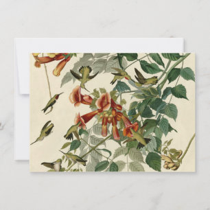 Hummingbird Ruby Throated Audubon Invitation