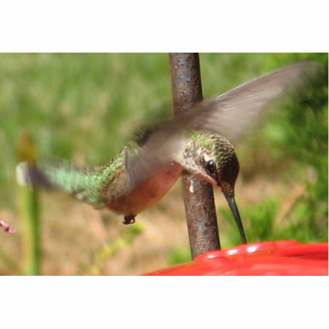 Hummingbird Sculpture Standing Photo Sculpture (Front)