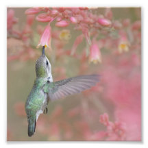 Hummingbird sipping on flowers
