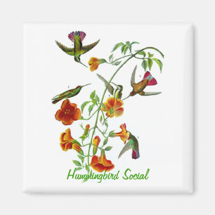 Hummingbird Social Magnet