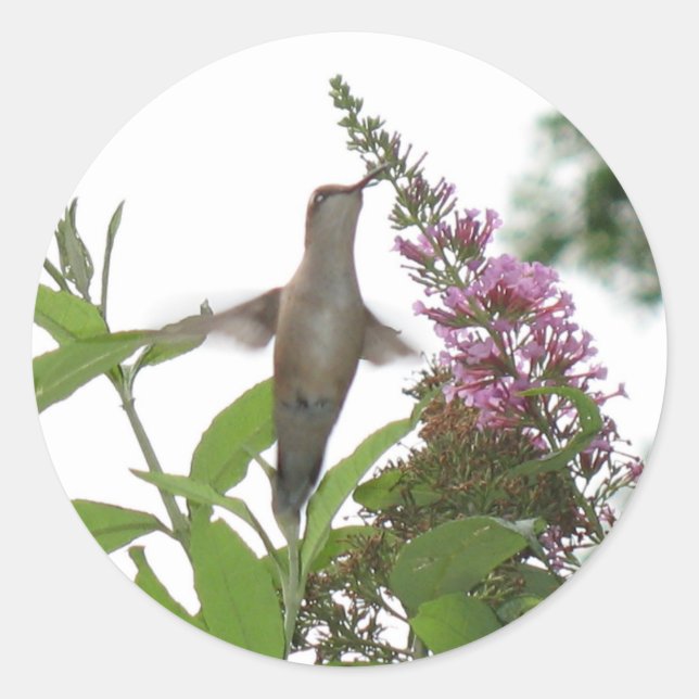 Hummingbird  Sticker (Front)