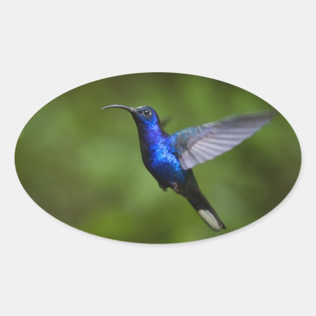 HUMMINGBIRD STICKER (Front)