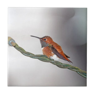 Hummingbird Sticking Out Tongue Tile