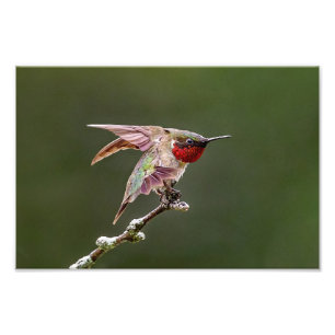 Hummingbird Stretches Photo Print