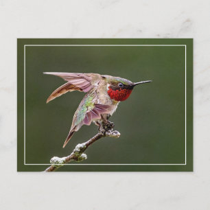 Hummingbird Stretches Postcard