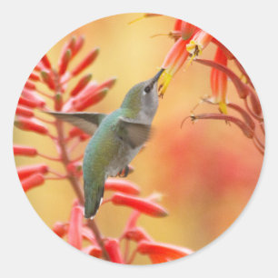 Hummingbird surrounded by red yucca classic round sticker