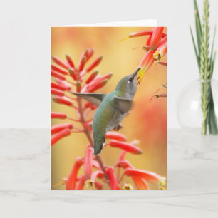 Hummingbird surrounded by red yucca holiday card
