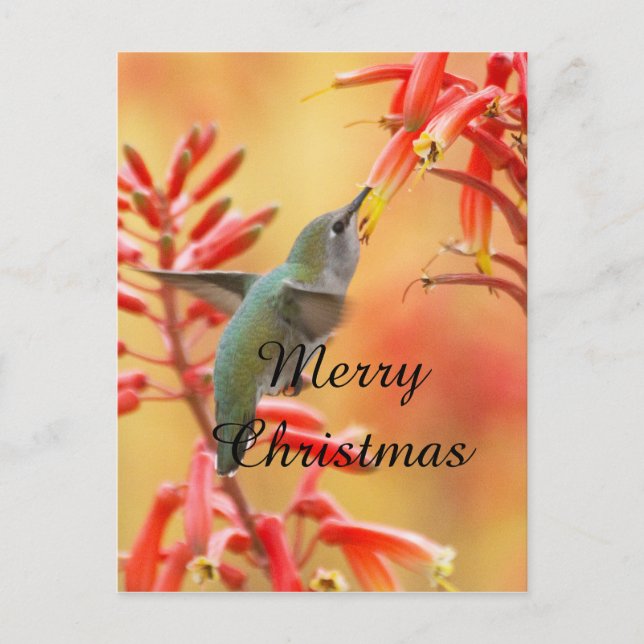 Hummingbird surrounded by yucca,Merry Christmas Holiday Postcard (Front)