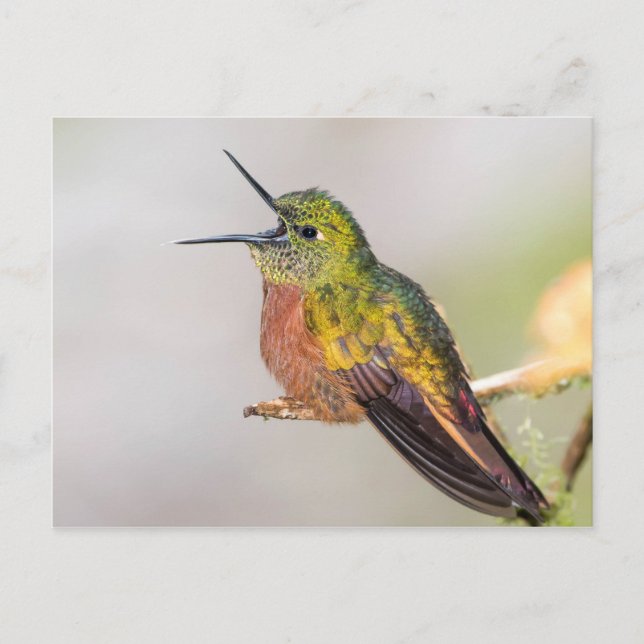 Hummingbird Talking with Open Beak Postcard (Front)