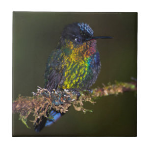 Hummingbird Tile