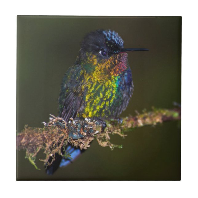 Hummingbird Tile (Front)