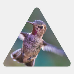 Hummingbird Triangle Sticker