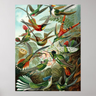 Hummingbird (Trochilidae) by Haeckel Poster