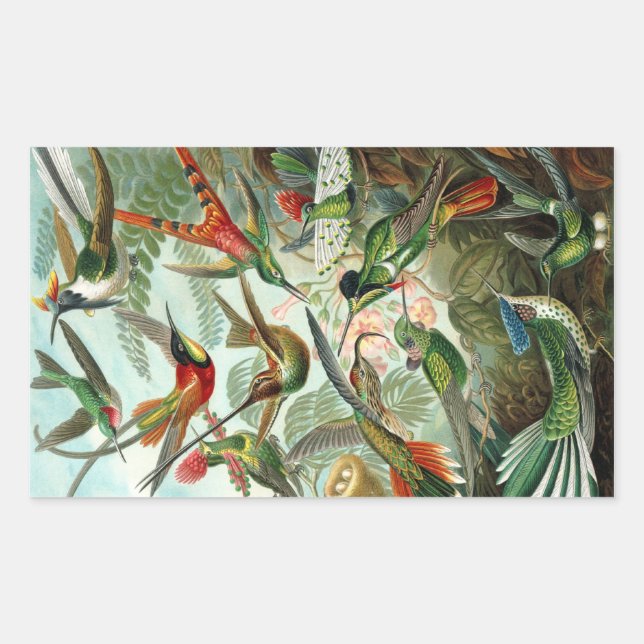 Hummingbird (Trochilidae) by Haeckel Rectangle Sti Rectangular Sticker (Front)