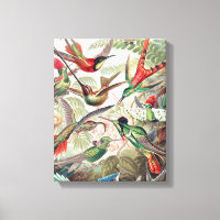 Hummingbird, Trochilidae Kolibris by Ernst Haeckel