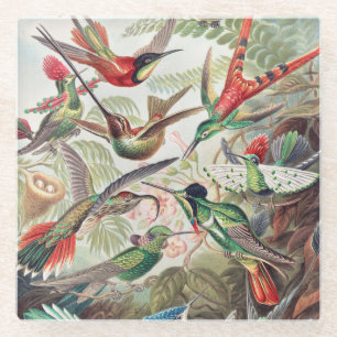 Hummingbird, Trochilidae Kolibris by Ernst Haeckel Glass Coaster