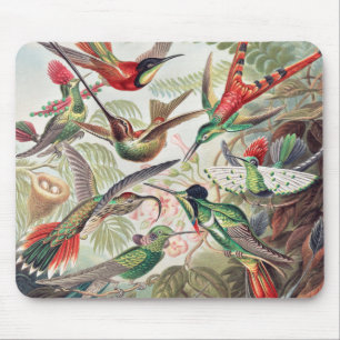 Hummingbird, Trochilidae Kolibris by Ernst Haeckel Mouse Mat