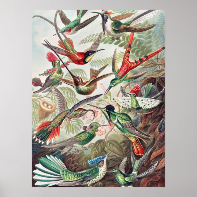 Hummingbird, Trochilidae Kolibris by Ernst Haeckel Poster (Front)
