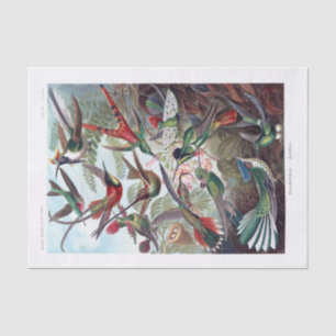 Hummingbird Vintage Art Print Tissue Paper