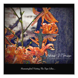 Hummingbird Visiting Tiger Lilies Wall Art Print