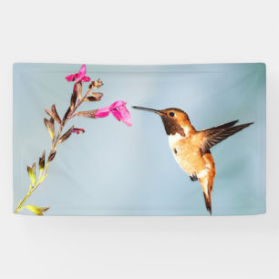Hummingbird Wild in Nature Banner